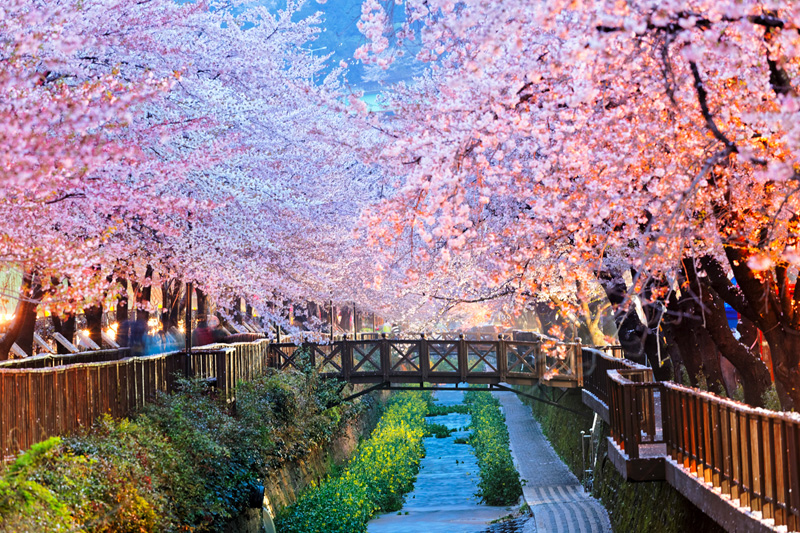 Jinhae Gunhangje Cherry Blossom Festival
